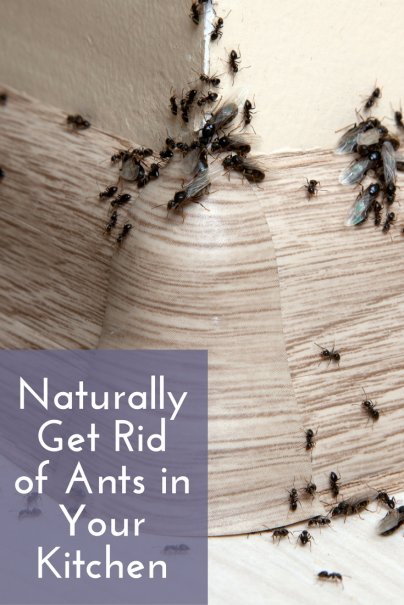 Picture of Naturally Get Rid of Ants in Your Kitchen